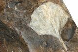 Two Fossil Ginkgo Leaves From North Dakota - Paleocene #236656-2